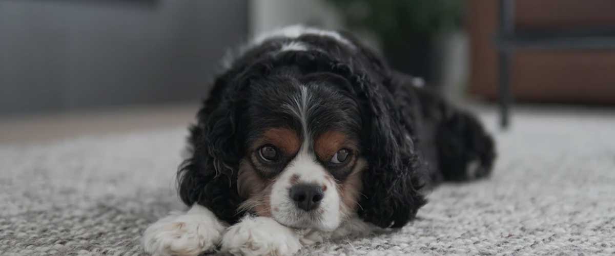 Innovative Techniques for Easing Your Dog’s Anxiety and Preventing Digestive Distress