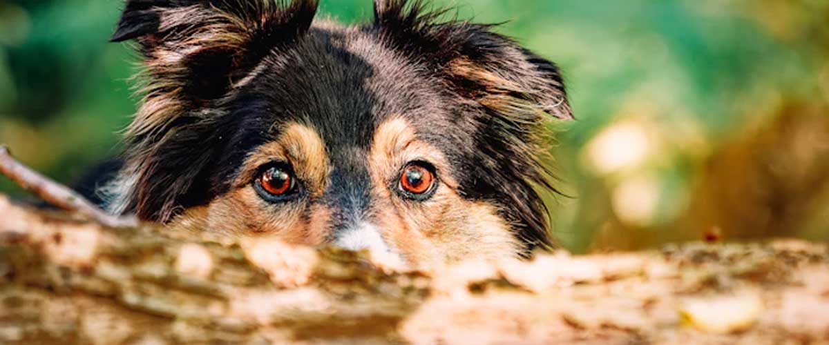 The Fascinating Link Between Canine Nutrition and Behavioural Issues