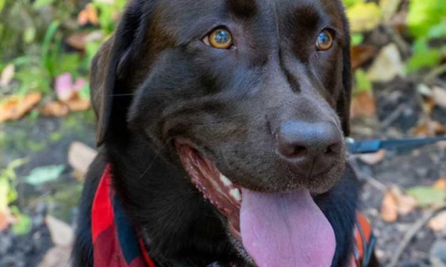 Understanding Dog Anxiety and Panting: What You Need to Know