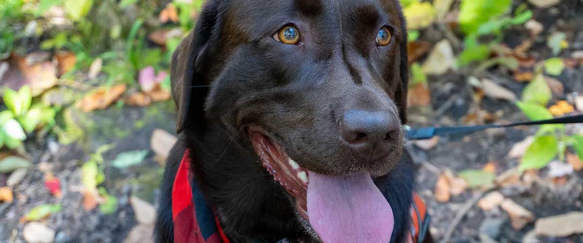 Understanding Dog Anxiety and Panting: What You Need to Know