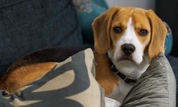 The Art of Dog Aromatherapy: How Scents Can Improve Your Pet’s Mood