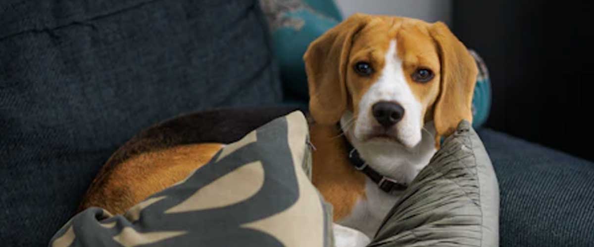 The Art of Dog Aromatherapy: How Scents Can Improve Your Pet’s Mood