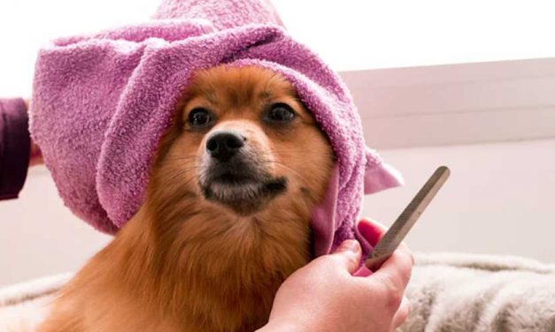 A Deep Dive into Dog Spa Days for Ultimate Pampering