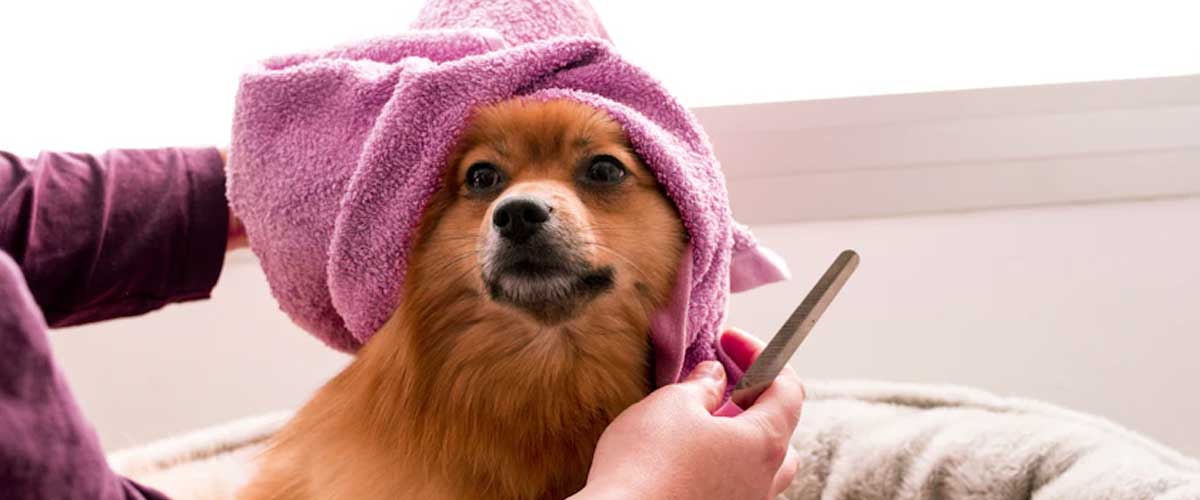 A Deep Dive into Dog Spa Days for Ultimate Pampering