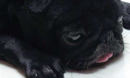Understanding Dog Anxiety and Depression: Signs, Causes, and Solutions