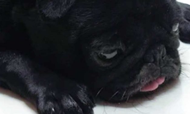 Understanding Dog Anxiety and Depression: Signs, Causes, and Solutions