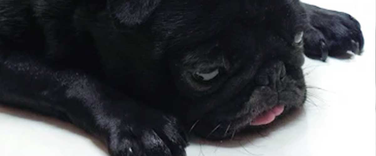 Understanding Dog Anxiety and Depression: Signs, Causes, and Solutions