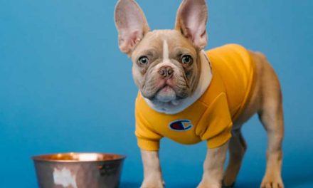 Understanding the Connection Between Your Dog’s Emotions and Digestive Health