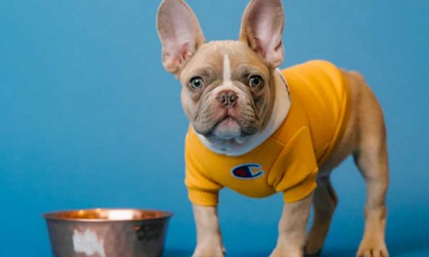 Understanding the Connection Between Your Dog’s Emotions and Digestive Health