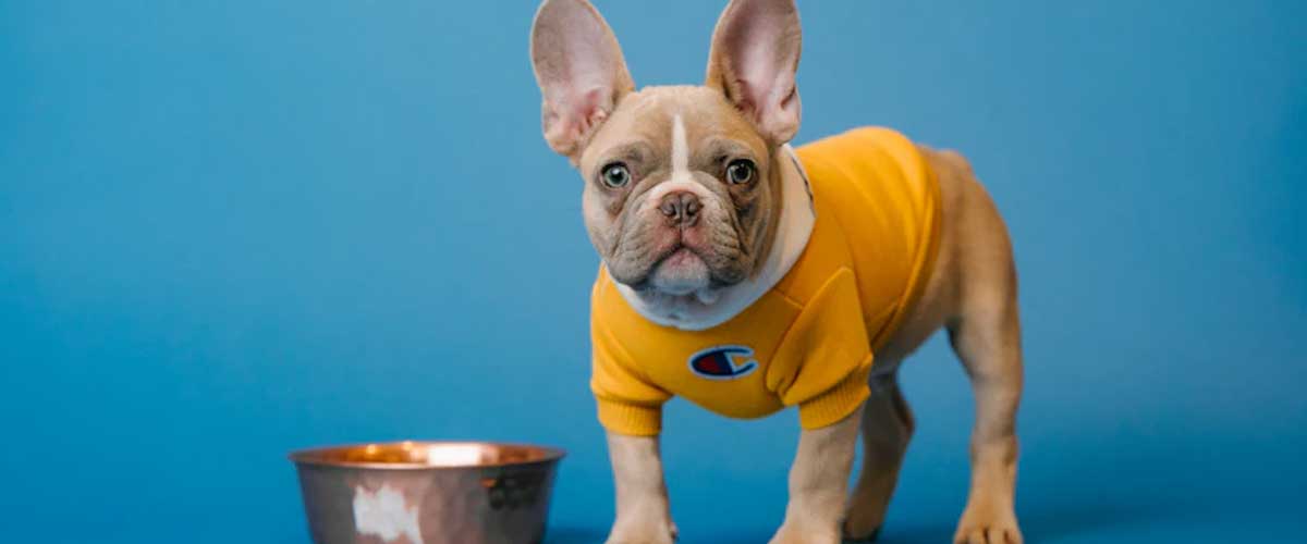 Understanding the Connection Between Your Dog’s Emotions and Digestive Health