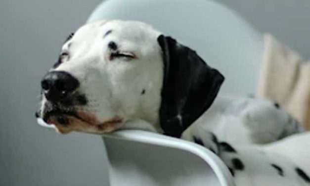 Creative Ways to Keep Your Dog’s Ears Clean and Happy