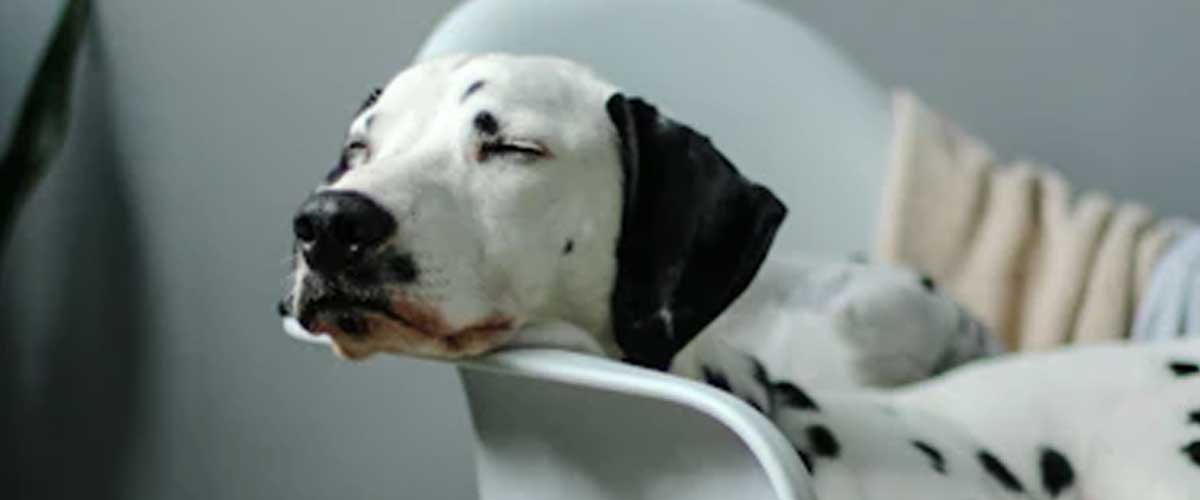 Creative Ways to Keep Your Dog’s Ears Clean and Happy