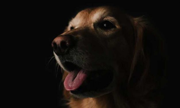 Dog Anxiety Because of Fireworks