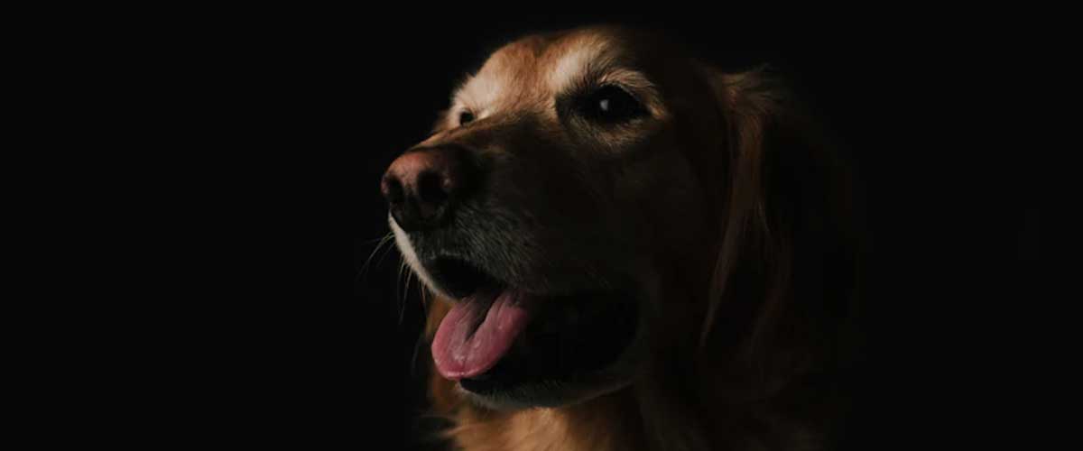 Dog Anxiety Because of Fireworks