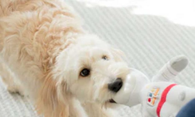 Crafting DIY Puzzle Toys to Stimulate Your Dog’s Mind