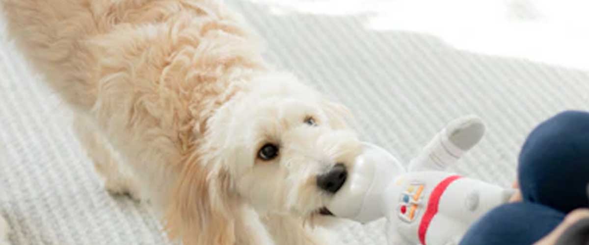 Crafting DIY Puzzle Toys to Stimulate Your Dog’s Mind
