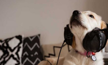 The Joys of Creating a Personalised Dog Walking Playlist