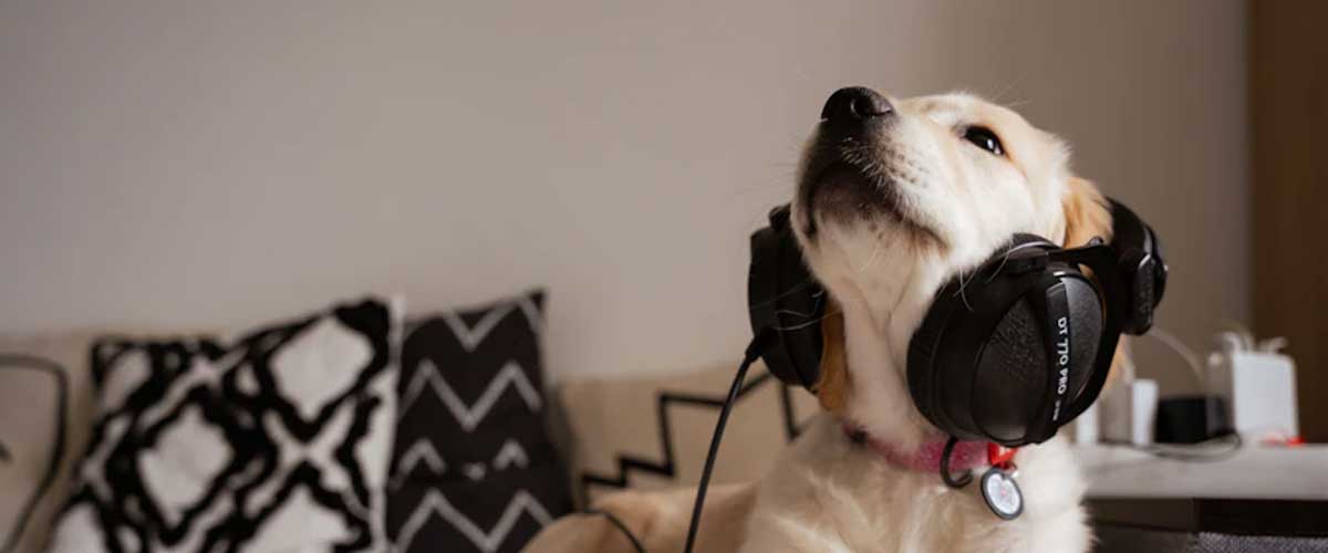 The Joys of Creating a Personalised Dog Walking Playlist