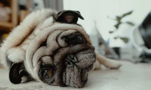 Understanding Dog Anxiety and House Soiling: Causes and Solutions