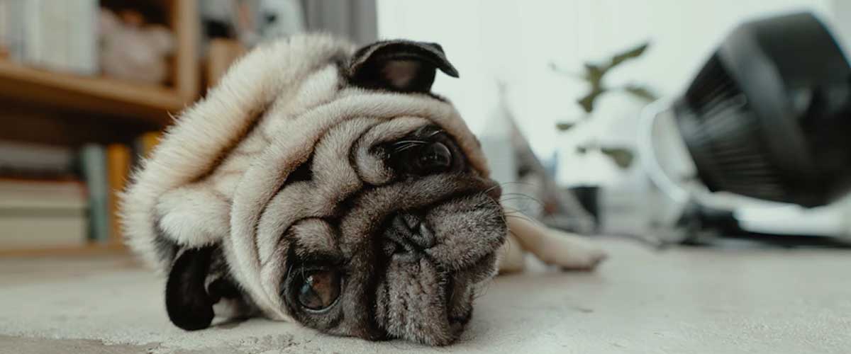 Understanding Dog Anxiety and House Soiling: Causes and Solutions