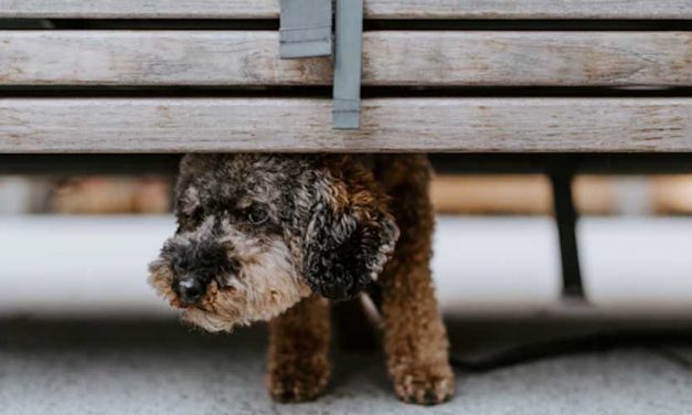 Can Dog Anxiety Lead to Aggression?