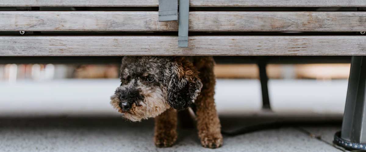 Can Dog Anxiety Lead to Aggression?