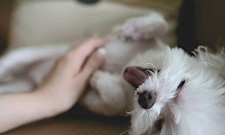 Harnessing the Power of Canine Massage for Better Skin and Coat Health