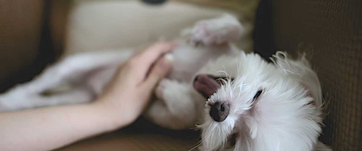 Harnessing the Power of Canine Massage for Better Skin and Coat Health