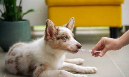 Understanding Dog Anxiety Medications: A Comprehensive Guide