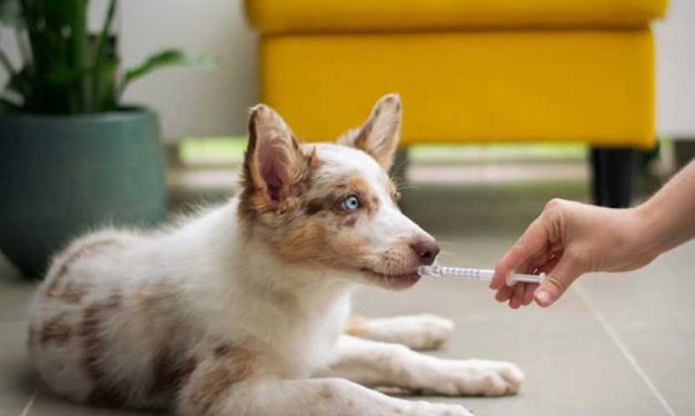 Understanding Dog Anxiety Medications: A Comprehensive Guide