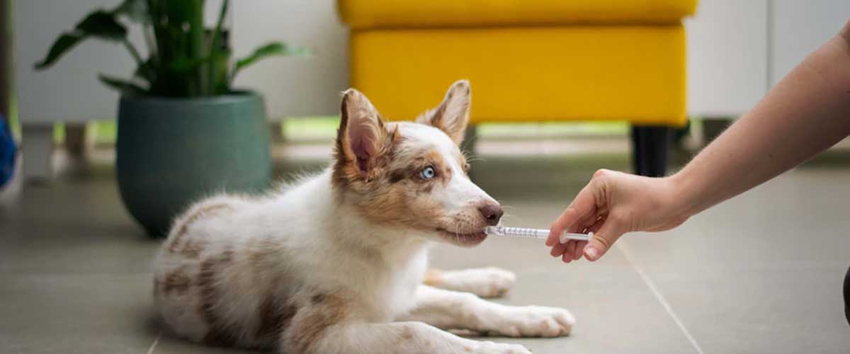 Understanding Dog Anxiety Medications: A Comprehensive Guide