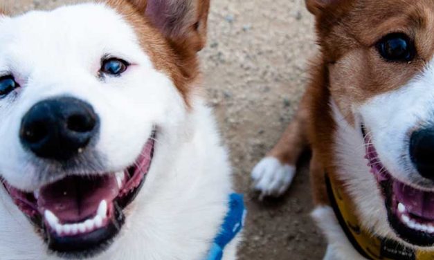 The Importance of Playdates in Supporting Your Dog’s Emotional Well-being