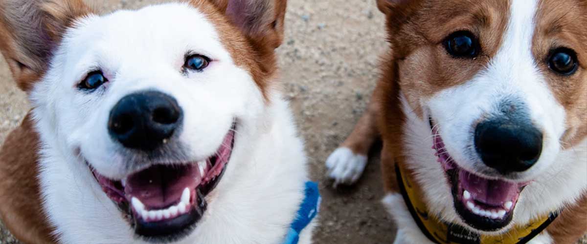 The Importance of Playdates in Supporting Your Dog’s Emotional Well-being
