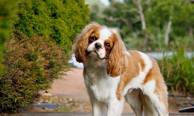 The Surprising Impact of Environmental Changes on Canine Anxiety and Stomach Issues