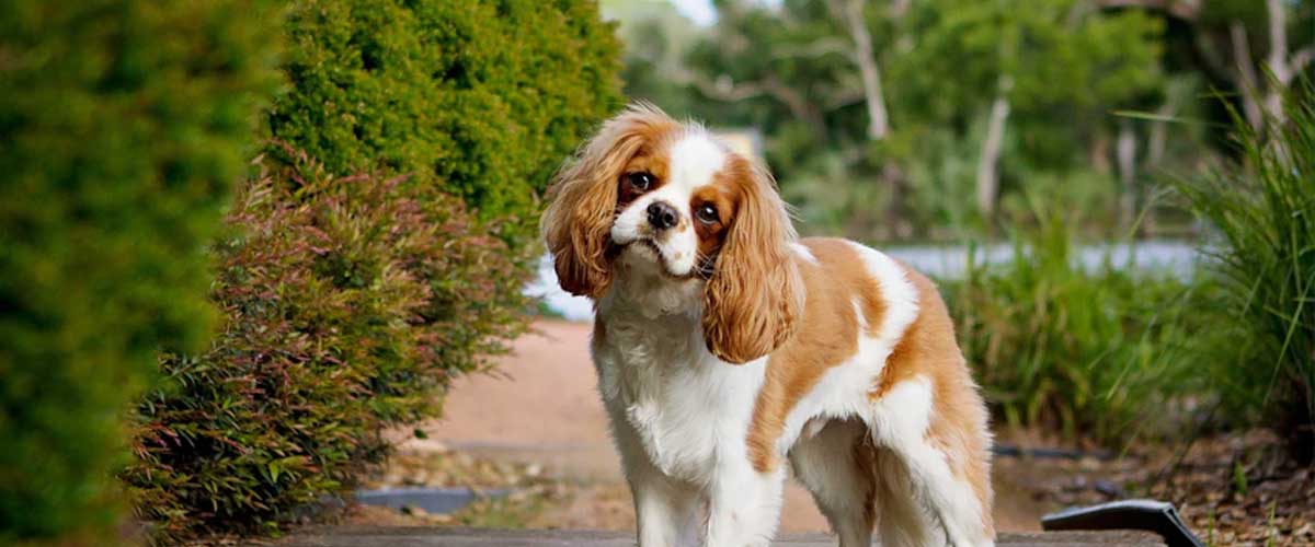 The Surprising Impact of Environmental Changes on Canine Anxiety and Stomach Issues