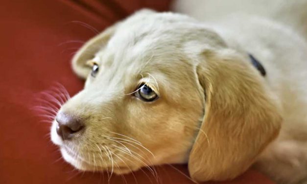 Can Dog Anxiety Cause Vomiting?