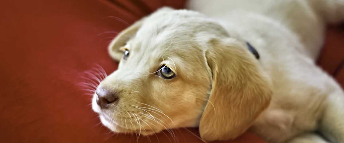 Can Dog Anxiety Cause Vomiting?