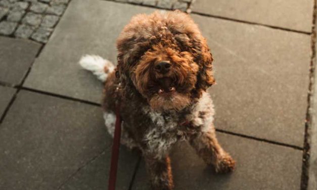 How to Ease Dog Anxiety on Walks