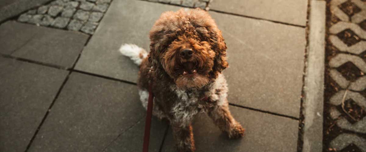 How to Ease Dog Anxiety on Walks
