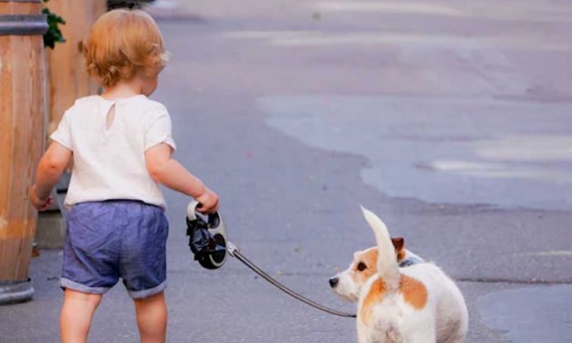 The Art of Dog Walking: Transforming a Daily Routine into an Outdoor Adventure