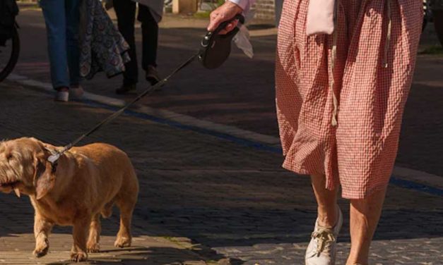 How Dog Walking Can Boost Your Mental Health and Creativity