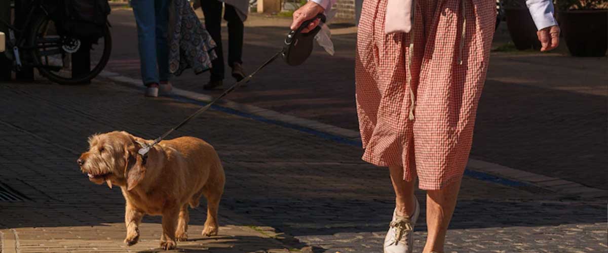 How Dog Walking Can Boost Your Mental Health and Creativity