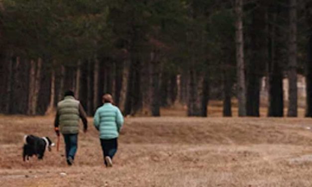 A Guide to Starting a Neighborhood Dog Walking Club for Social Connection