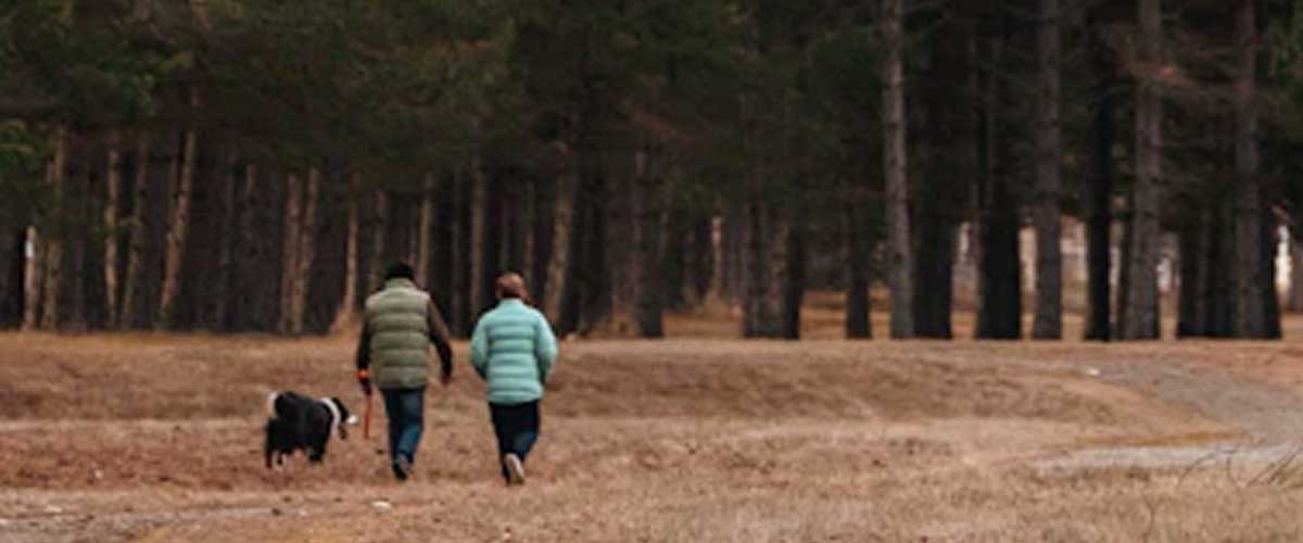 A Guide to Starting a Neighborhood Dog Walking Club for Social Connection