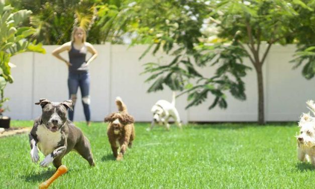 Budget-Friendly Dog Playdates: Socialising Without Breaking the Bank