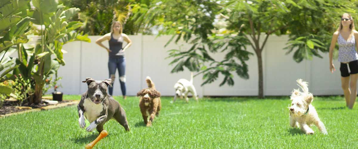 Budget-Friendly Dog Playdates: Socialising Without Breaking the Bank