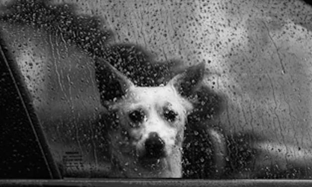 Understanding Dog Anxiety During Rainy Days