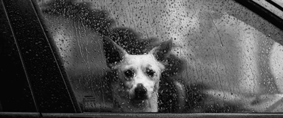 Understanding Dog Anxiety During Rainy Days