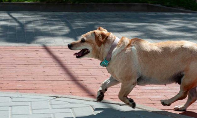 Community Canine Sports: Finding Free Local Resources for Dog Agility