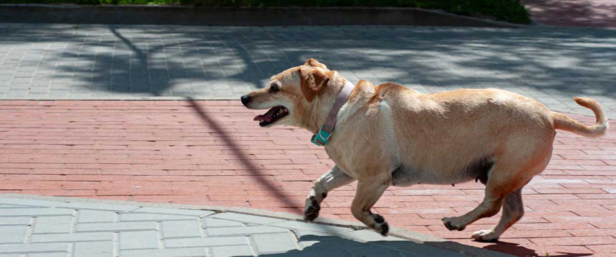 Community Canine Sports: Finding Free Local Resources for Dog Agility